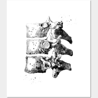 Thoracic vertebrae Posters and Art